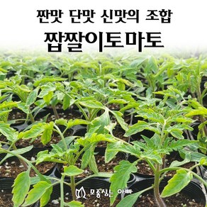 [모종심는아빠] 짠맛 신맛 단맛의 조합 짭짤이토마토 모종, 1컵, 1개