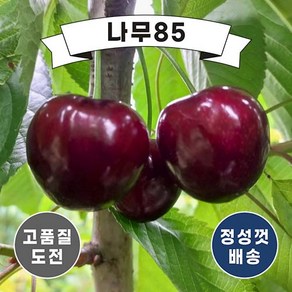 (나무85)체리 러시아8호 접목1년, 1개