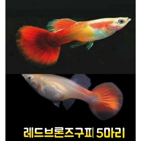 레드브론즈구피 5마리, 1개