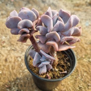 [수암다육] 큐빅프로스티 랜덤발송 Echeveia 'Cubic Fost' 다육 다육이 다육식물 692, 1개, .