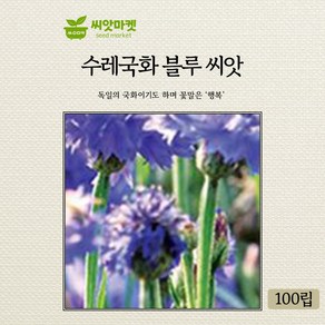 가든 블루 수레국화 꽃씨앗 100립 일년생 국화꽃씨 종자, 1개