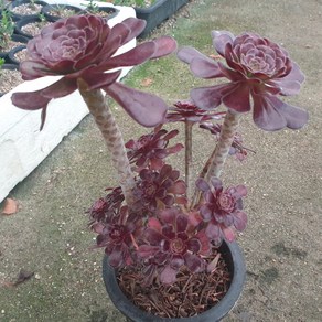 [수암다육] 흑법사 랜덤발송 Aeonium aboeum 'Atopupueum' 군생 다육 다육이 다육식물 반려식물 국민다육 플랜테리어, 1개