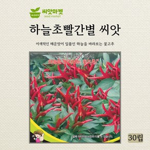 세계종묘 하늘초빨간별 씨앗 30립, 1개