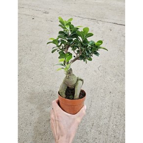 인삼펜더 중소품 반려식물 펜다나무 펜더 플렌츠영 25-40cm, 1개