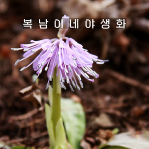 처녀치마 [3포트 복남이네야생화 모종 토종식물 헬로니옵시스 heloniopsis], 3개