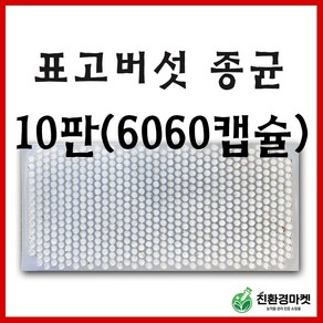 표고버섯종균 10판 느타리 표고 성형 버섯 종균 텃밭 주말농장, 표고버섯종균(1판 606개 접종형) 10판