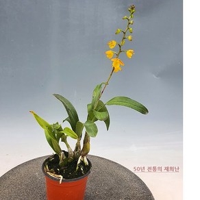 [재희난] 폴리스타샤, 1개