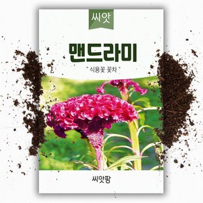 씨앗팜 야생화 꽃씨 맨드라미 종자 씨앗 (1000립) 비름과 한해살이 일년생, 1개