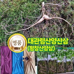 [대관령산양산삼] 한국명품 토종산삼 산양삼 산양산삼 야생산삼 장뇌삼 추석선물 명절선물 건강선물 고급선물 평창산양삼 씨앗산삼 정품 10년산 5뿌리, 1개