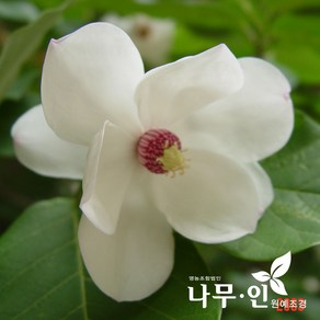 [나무인] 함박꽃나무(산목련), 1개