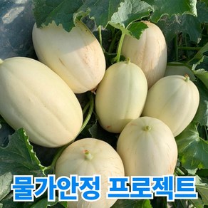 국내산 농가직송 프리미엄 고당도 설향메론, 1개, 특품 2kg [3-5과]