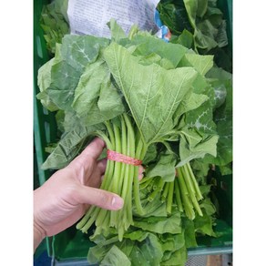[부드러운] 제철 호박잎 쌈 햇 호박잎나물, 1kg, 1개