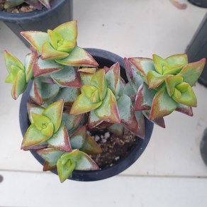 [수암다육] 썬스타 랜덤발송 Crassula rupestris 'High Voltage' (Sunstar) 다육 다육이 다육식물 461