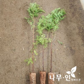 [나무인] 메타세콰이어묘목 5개 포트묘