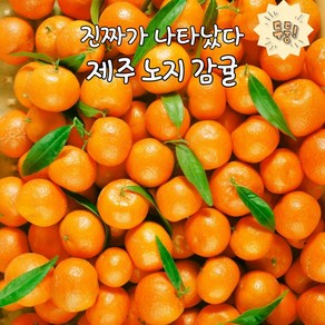 탐나는것들 천상의 상큼함 제주 햇 노지감귤 첫 출하, 1박스, 10kg 중과(M/L)