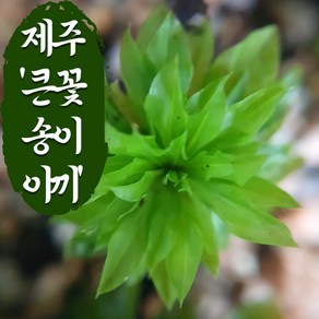 큰꽃송이이끼 테라리움 비바리움 팔루다리움 이끼 moss, 5촉, 1개