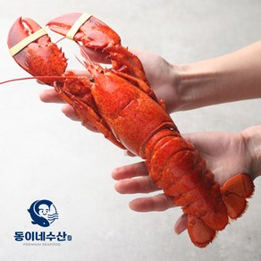 [동이네수산]캐나다현지급냉 프리미엄 자숙랍스터 (마리당 440~500g), 440~500g, 3개