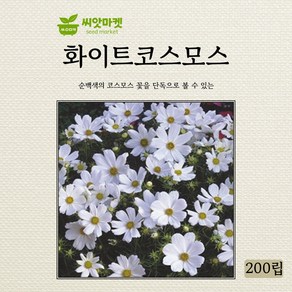 화이트 코스모스 씨앗 200립 하얀 키작은 코스모스 꽃씨 야생화 종자, 1개