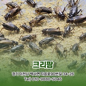 귀뚜라미 쌍별귀뚜라미 파충류 도마뱀먹이 사이즈-핀헤드 0.2cm