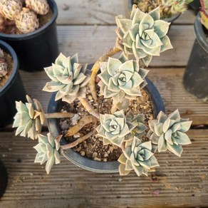 [수암다육] 고스티 단품 Gaptosedum 'Ghosty' 다육 다육이 다육식물 국민다육, 1개