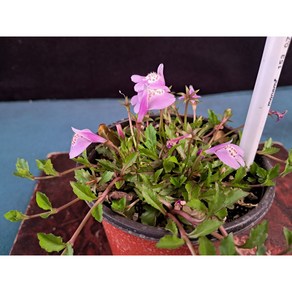 산내들농장 누운주름잎(핑크), 5개