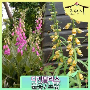 [초선지] 3개묶음 디기탈리스, 노랑(래비가타), 3개