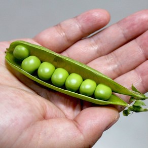 국내산 제철 햇 껍질 완두콩 이유식 스프 1kg 2kg, 500g, 깐 완두콩(냉동), 1개