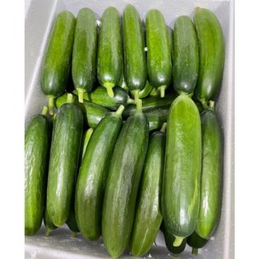 산지직송] 러스보이 1kg2kg 러스오이 미니오이1키로 스낵오이 피클용미니오이 피클작은오이 오이지 피클만들기 러스보이미니오이 신선한미니오이 꼬마오이 다이어트오이 아삭미니오이, 1개, 1kg