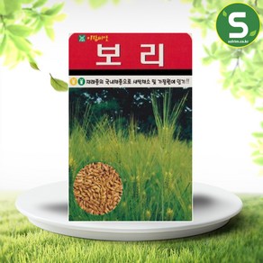 솔림텃밭몰 보리씨앗 30g 보리 씨앗 종자 재래종 국내채종, 1개