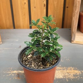 가꾸다 미니은목서 Osmanthus heteophyllus 'Kaoi hime' 애기 구골목서, 1개