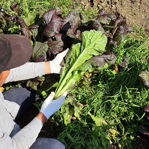 당일수확 알싸한 갓 홍갓 2kg 농장직송 재래종아님