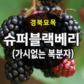 [경북농원] 슈퍼블랙베리(가시없는 복분자) 1-2년생, 1개