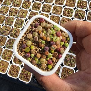 한선원 리톱스믹스 품종혼합 1포트 lithops 어린이집 유치원 식목일 식물 교보재 체험, 1개, 곱빼기