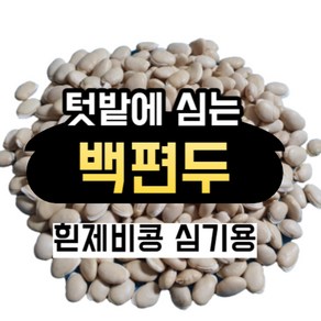 왕실 백편두 먹는법 심는법 흰까치콩 흰제비콩 소매 도매, 심는용, 1개, 500g