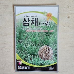 삼채씨앗 100립 삼채 채소 종자 뿌리부추 다년생 Allium hookeri seed