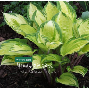 호스타 [1포트] 볼케이노 아이슬랜드 (복남이네 야생화 모종 hosta) 9900