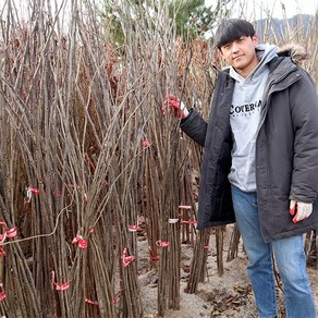 슈퍼 오디나무 묘목 접목 1년생 특묘