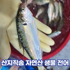 국내산 자연산 제철 전어