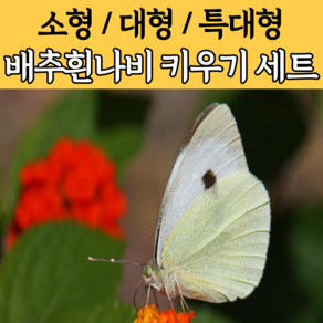 배추흰나비 키우기 세트 알 애벌레 번데기 나비 곤충 기르기 키트, 1-1) [단품] 배추흰나비 수정란 (알)