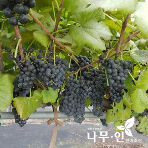 [나무인] 개량머루 결실주 화분