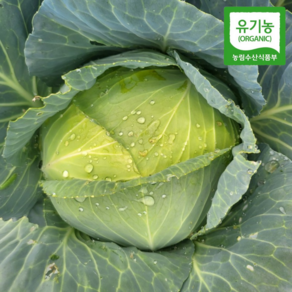 국내산 친환경 유기농 양배추, 1개, 3kg