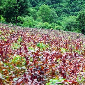 아마란스 씨앗 100립 (색비름 일반종), 1개