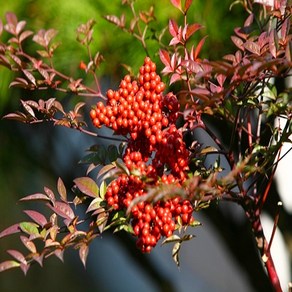 착한가격 나무생각 / 남천나무 / 30cm(전후)