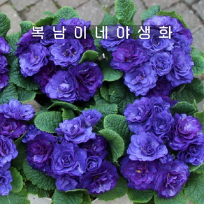 발레리나앵초 블루챔피온 [1포트 복남이네야생화 모종 앵초 프리뮬라 primula]