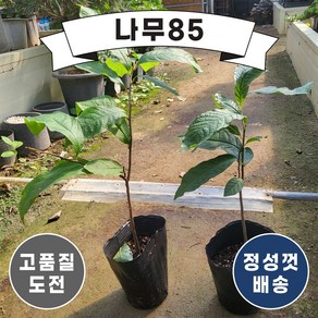 나무(85)뽀뽀나무 (포포나무) 포트, 뽀뽀나무(포포나무) 포트, 1개