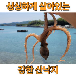 최상급 살아있는 자연산 산낙지, 1세트, 세발낙지 10마리