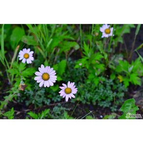 [평창][3포트]바위구절초(백두산), 3개