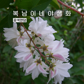 만첩빈도리 꽃색랜덤 [3포트 복남이네야생화 모종 말발도리 deutzia], 3개