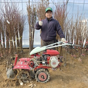 사과나무 노란 황금 시나노골드 사과 묘목 1년생 상묘, 시나노골드 사과나무 묘목 1년생 상묘