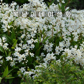 애기말발도리 그라실리스 [1포트 복남이네야생화 모종 도이치아 deutzia], 1개